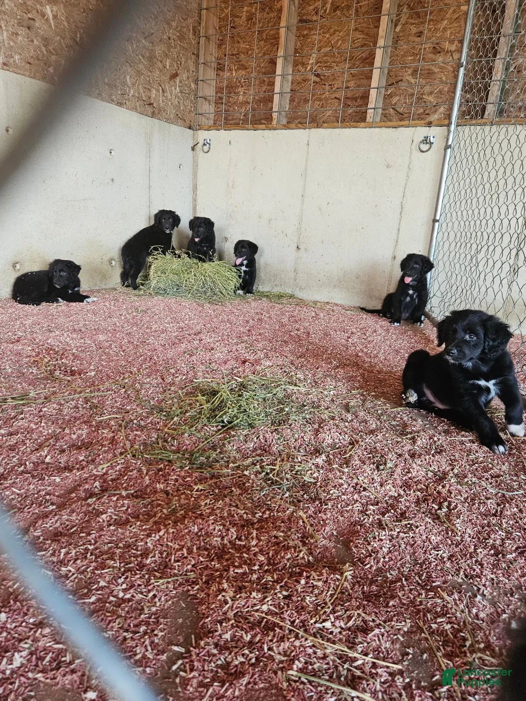 Mixed Breed dogs for sale: Buddy - Ad 5