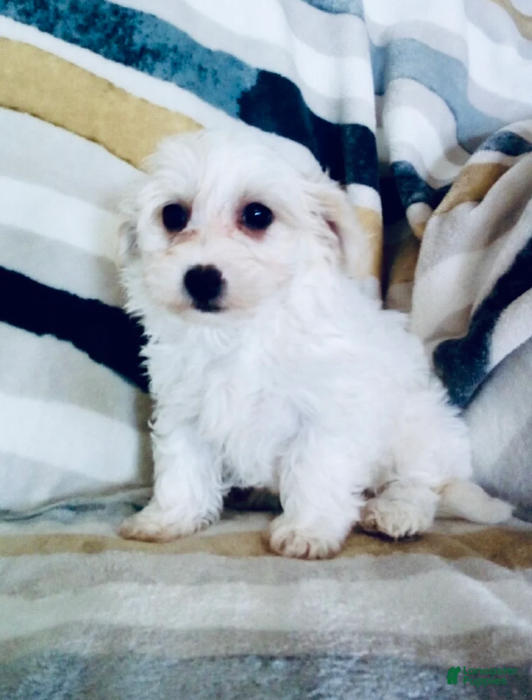 Yochon dogs for sale: Millie - Ad 1