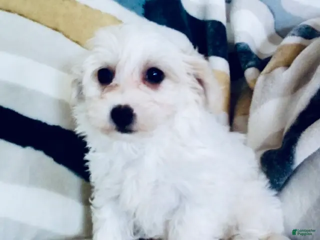 Yochon dogs for sale: Millie - Ad 17