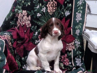 English Cocker Spaniel dogs - Ad 12