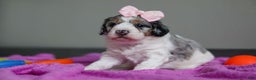 Mini Bernedoodle dogs for sale: Jasmine - Ad 2