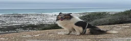 Collie dogs for sale: Una - Ad 10