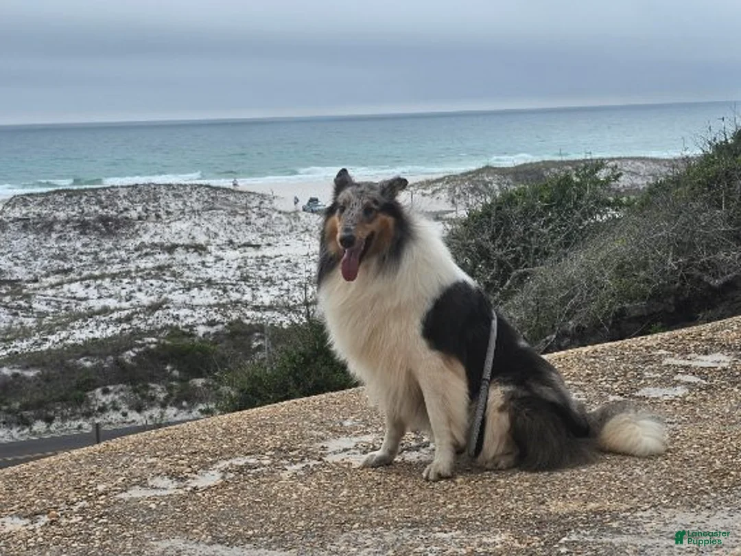 Collie dogs for sale: Una - Ad 10