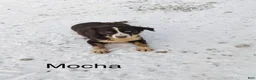 Miniature Australian Shepherd dogs for sale: Skye - Ad 11