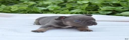 French Bulldog dogs for sale: Bruce  - Ad 4