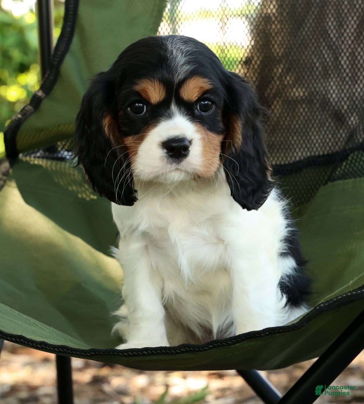 Cavalier King Charles Spaniel dogs for sale: Carla - Ad 9