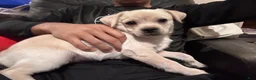 Mixed Breed dogs for sale: Arlo - Ad 2