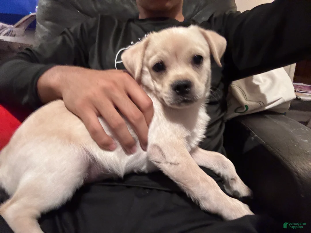 Mixed Breed dogs for sale: Arlo - Ad 2