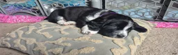 Basset Hound dogs for sale: Torin - Ad 8