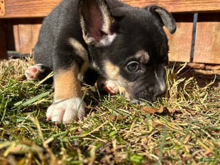 French Bulldog dogs Rupallo-French/pomsky - Ad 20