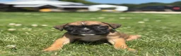Boxer dogs for sale: Meadow - Ad 2