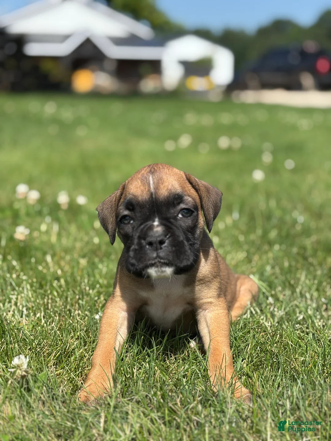 Boxer dogs for sale: Meadow - Ad 2