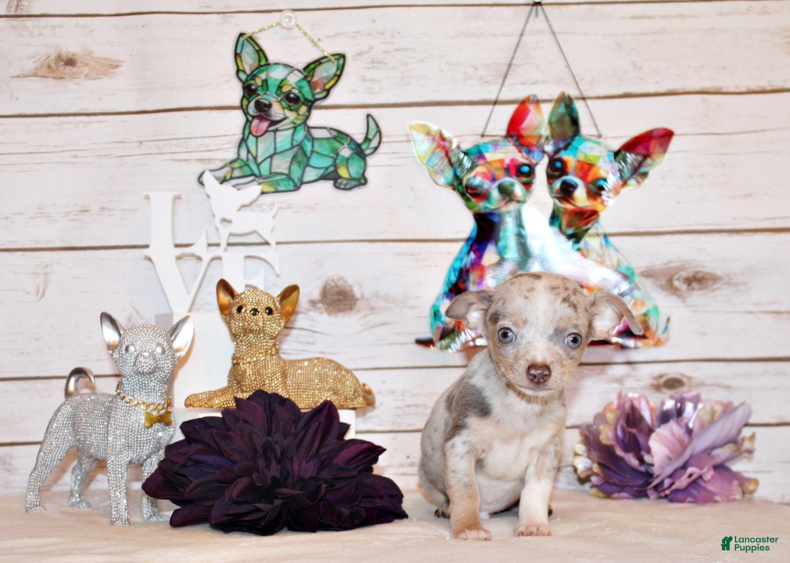 Chihuahua dogs Blakely - Ad 1