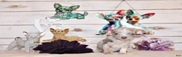 Chihuahua dogs for sale: Blakely - Ad 1
