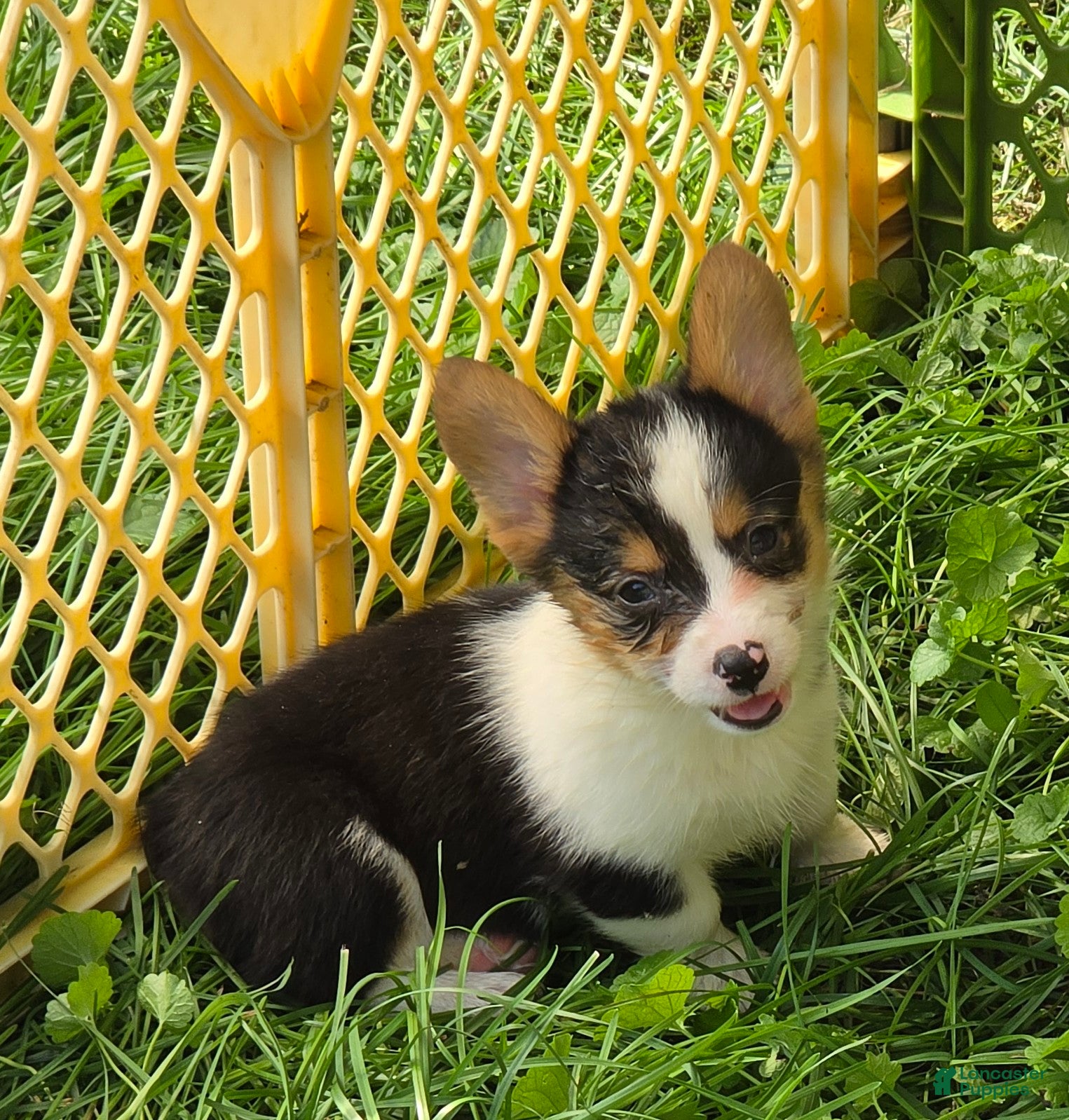 Welsh Corgi Pembroke dogs Raina - Ad 1