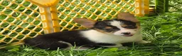 Welsh Corgi Pembroke dogs for sale: Raina - Ad 1