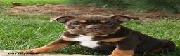 English Bulldog dogs for sale: Daisy - Ad 4