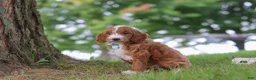 Mini Goldendoodle dogs for sale: Casper - Ad 3