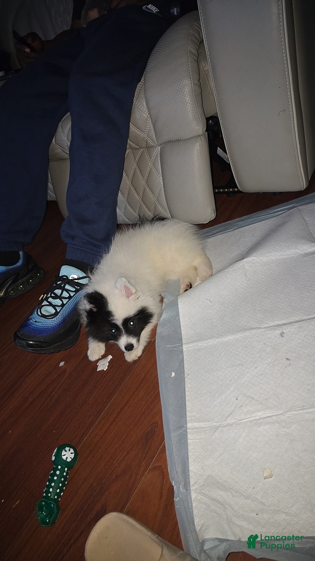 Pomsky dogs Pomsky Puppy 1 - Ad 32