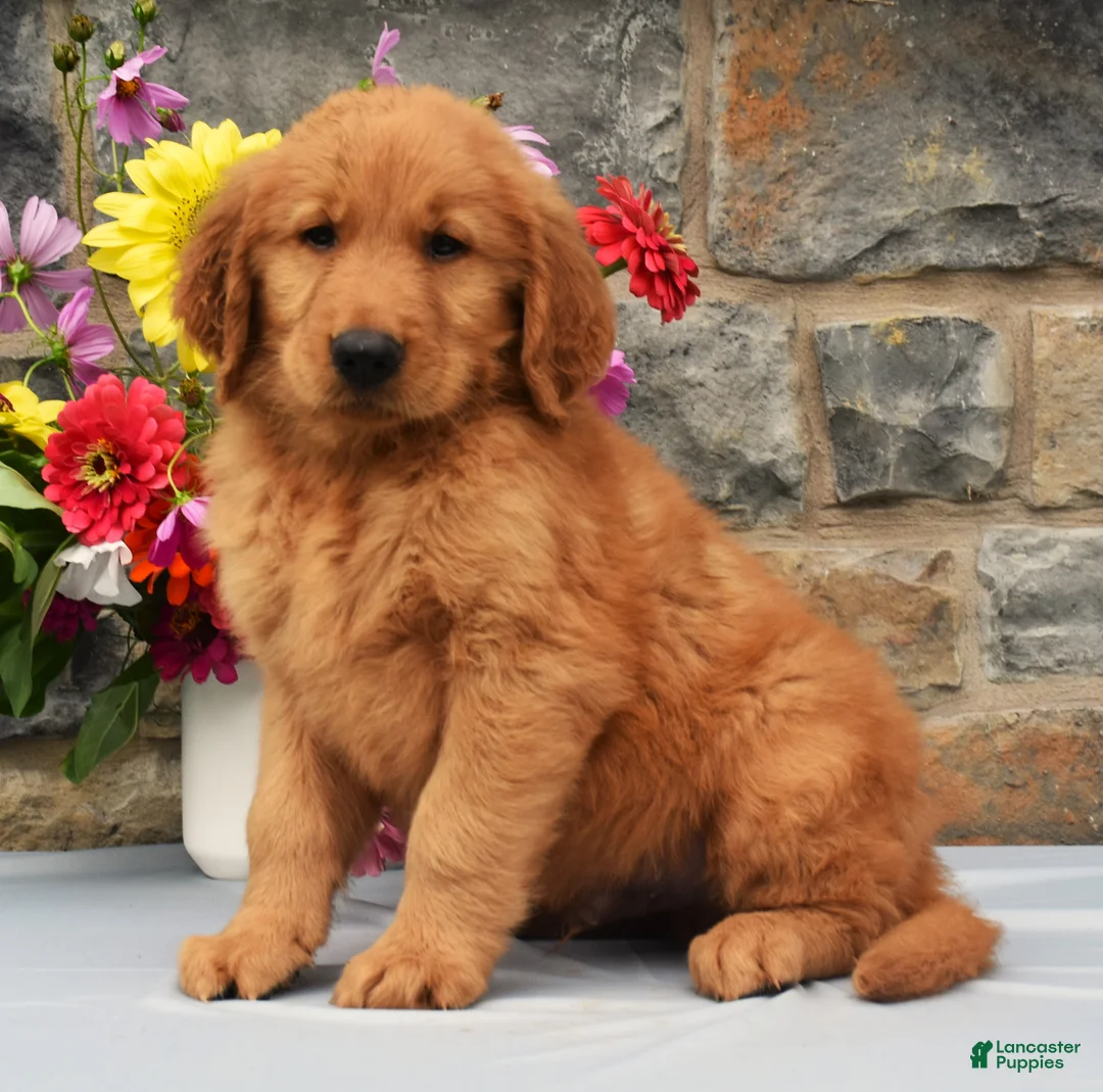 Golden Retriever dogs for sale: Chester - Ad 1
