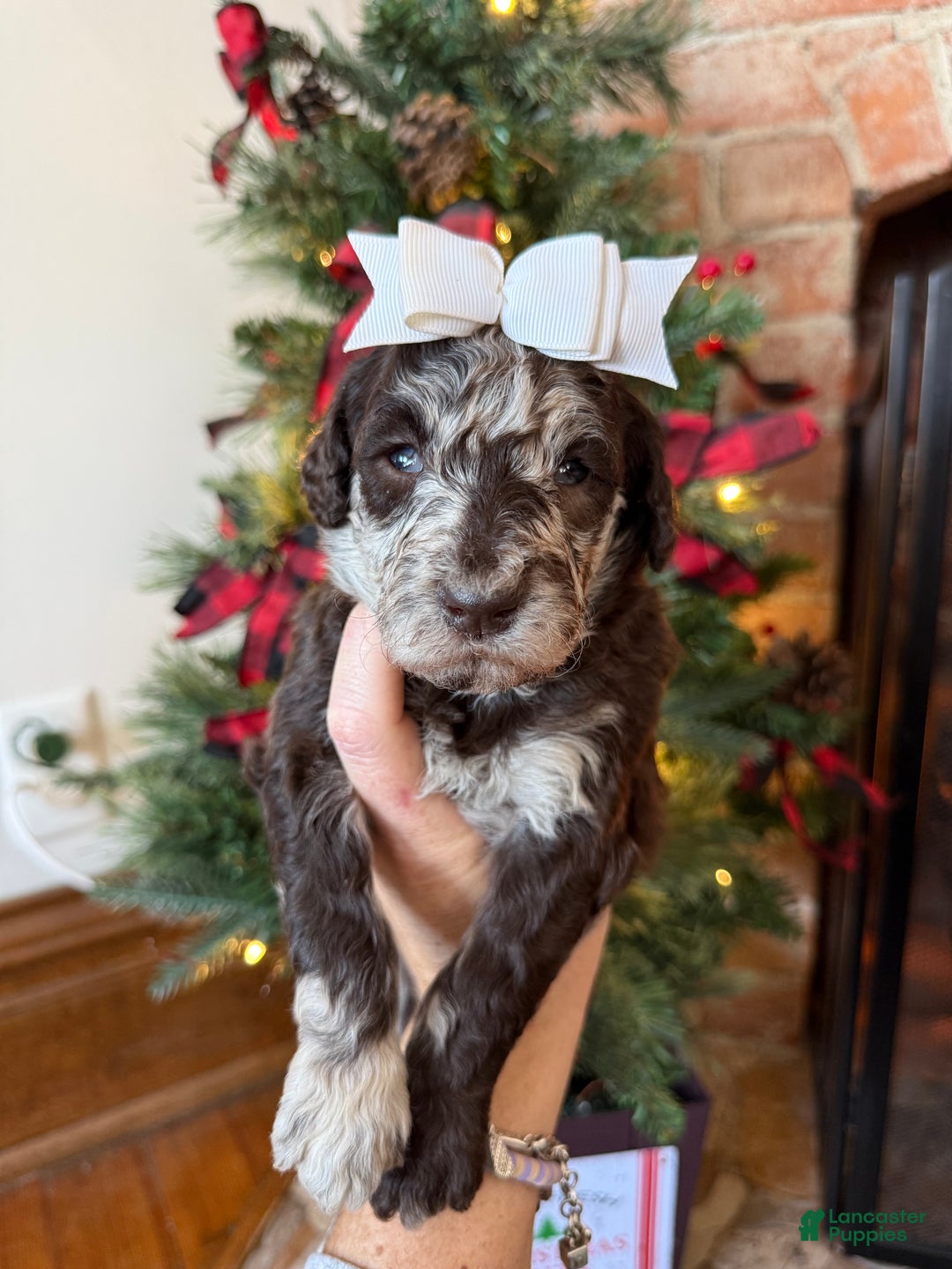 Mixed Breed dogs for sale: Pearl - Ad 4