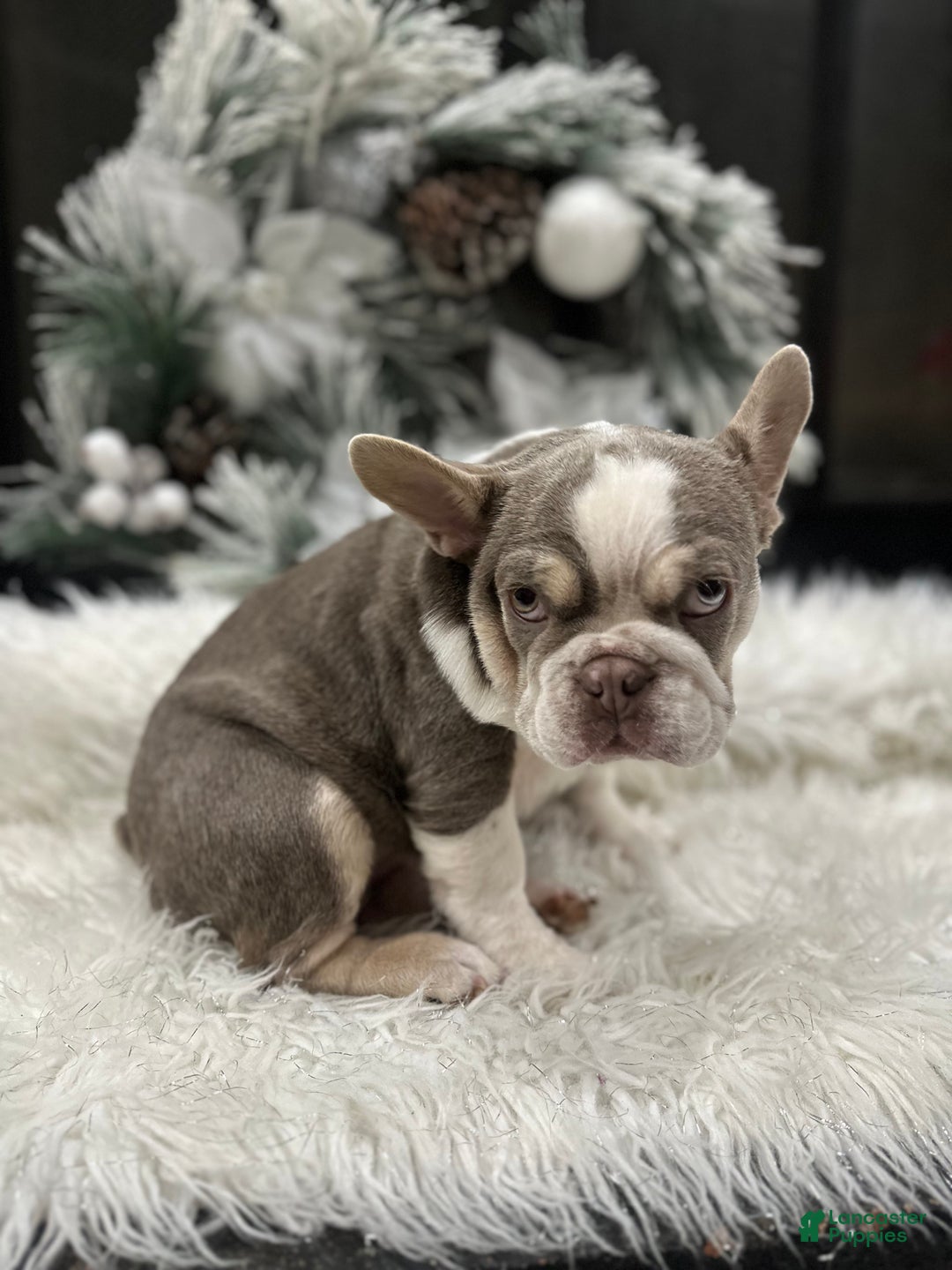 French Bulldog dogs for sale: Newshade Isabella and tan husky - Ad 1