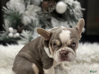 French Bulldog dogs Newshade Isabella and tan husky - Ad 25