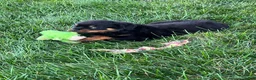 Rottweiler dogs for sale: Amber - Ad 5