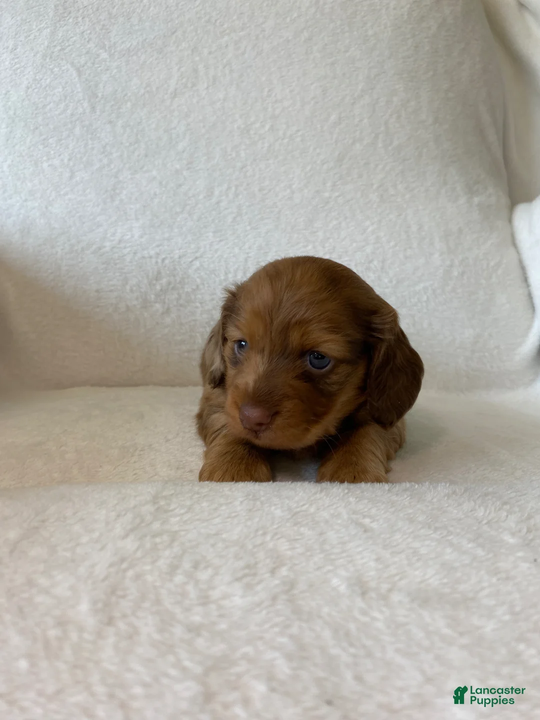 Miniature Dachshund dogs for sale: Miniature Dachshund Puppy 2 - Ad 5