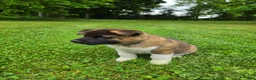 Akita dogs for sale: Thor  - Ad 7