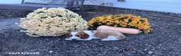 Welsh Springer Spaniel dogs for sale: Luna - Ad 15