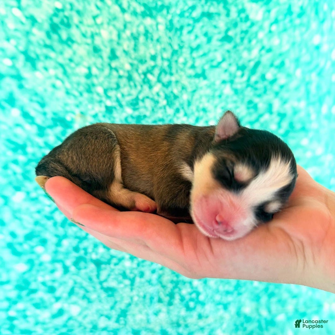 Pomsky dogs for sale: Cleo - Ad 14