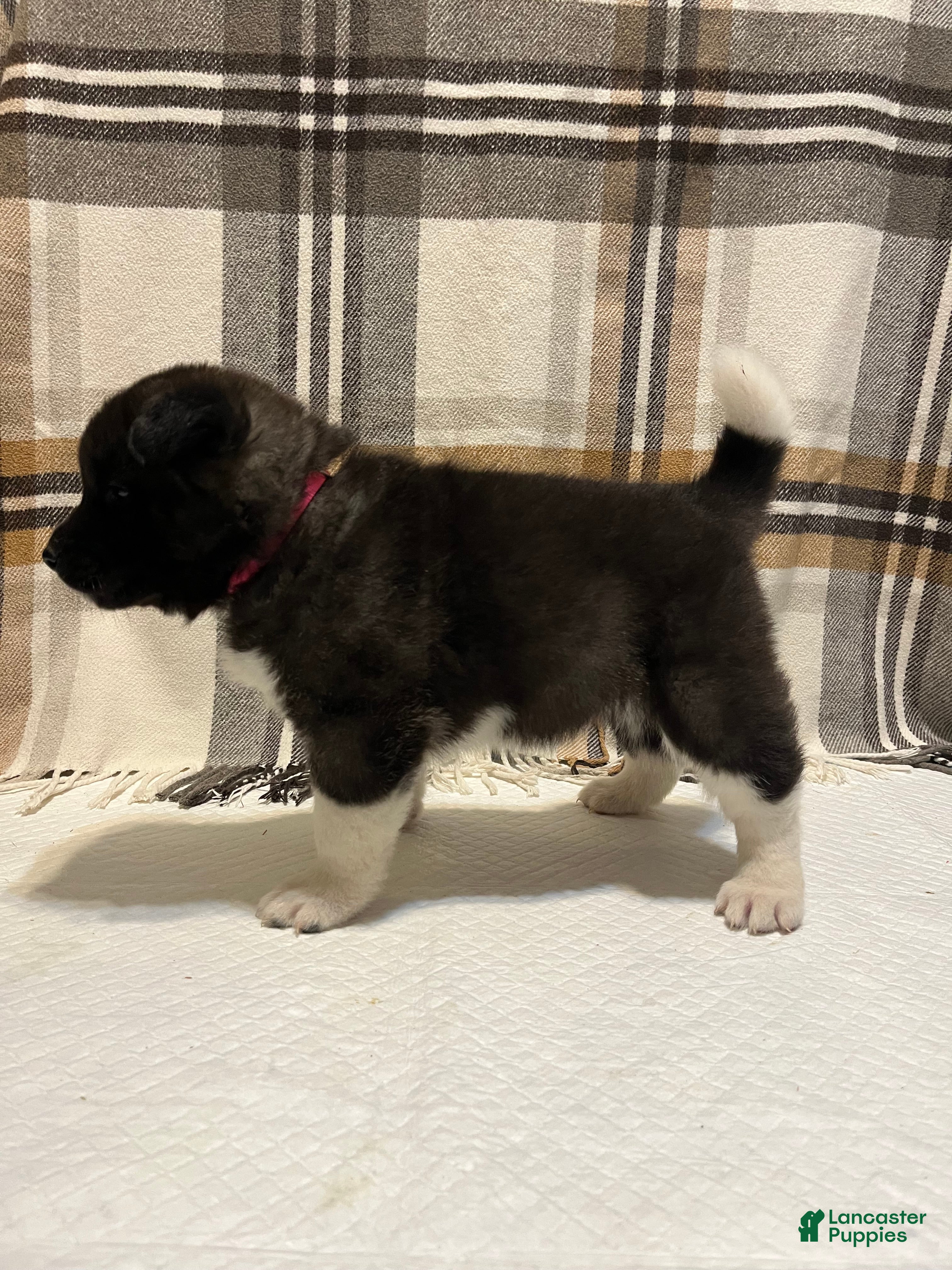 Akita dogs Bella - Ad 2