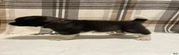 Akita dogs for sale: Bella - Ad 5