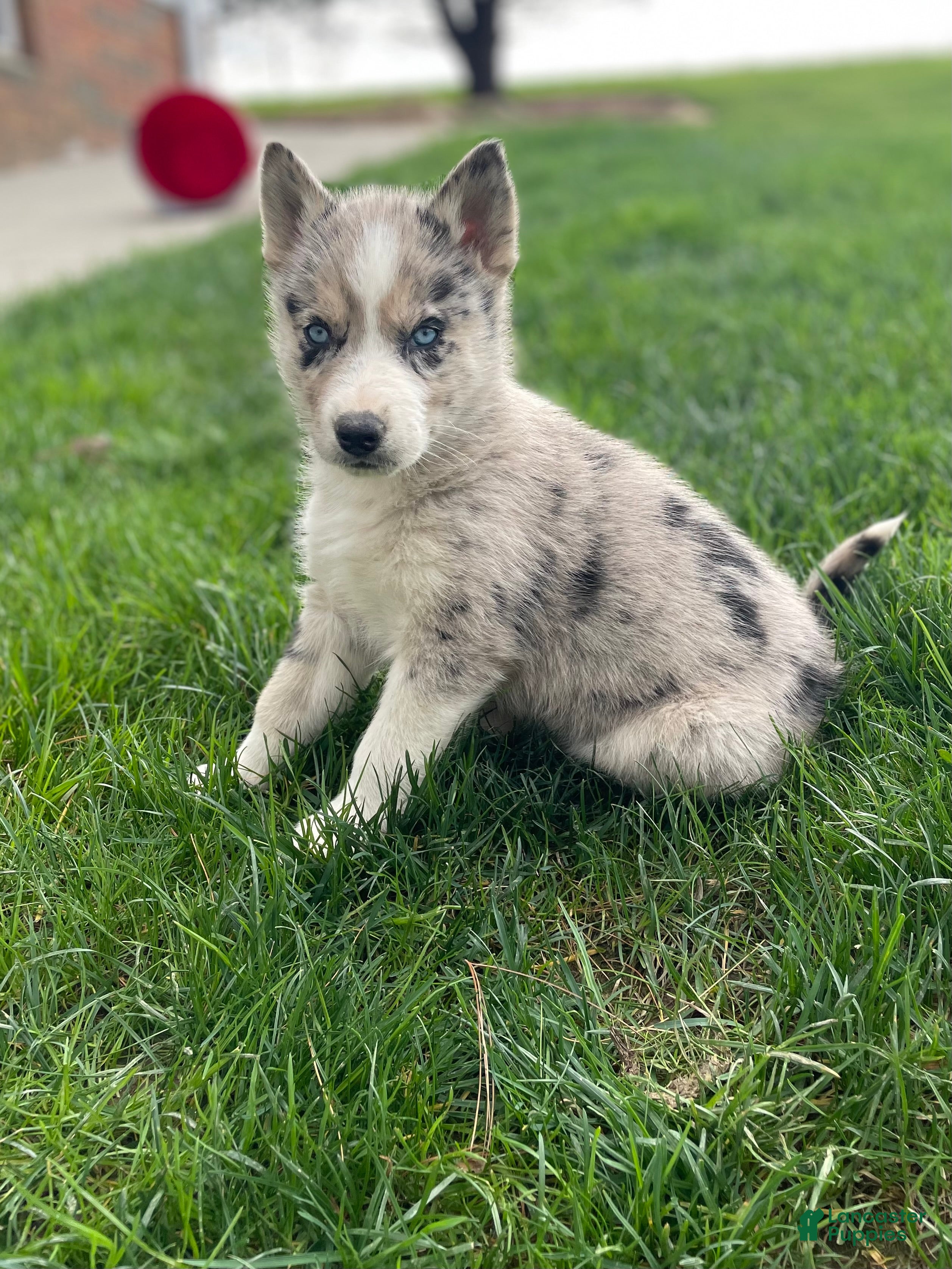 Gerberian Shepsky dogs Chief - Ad 1