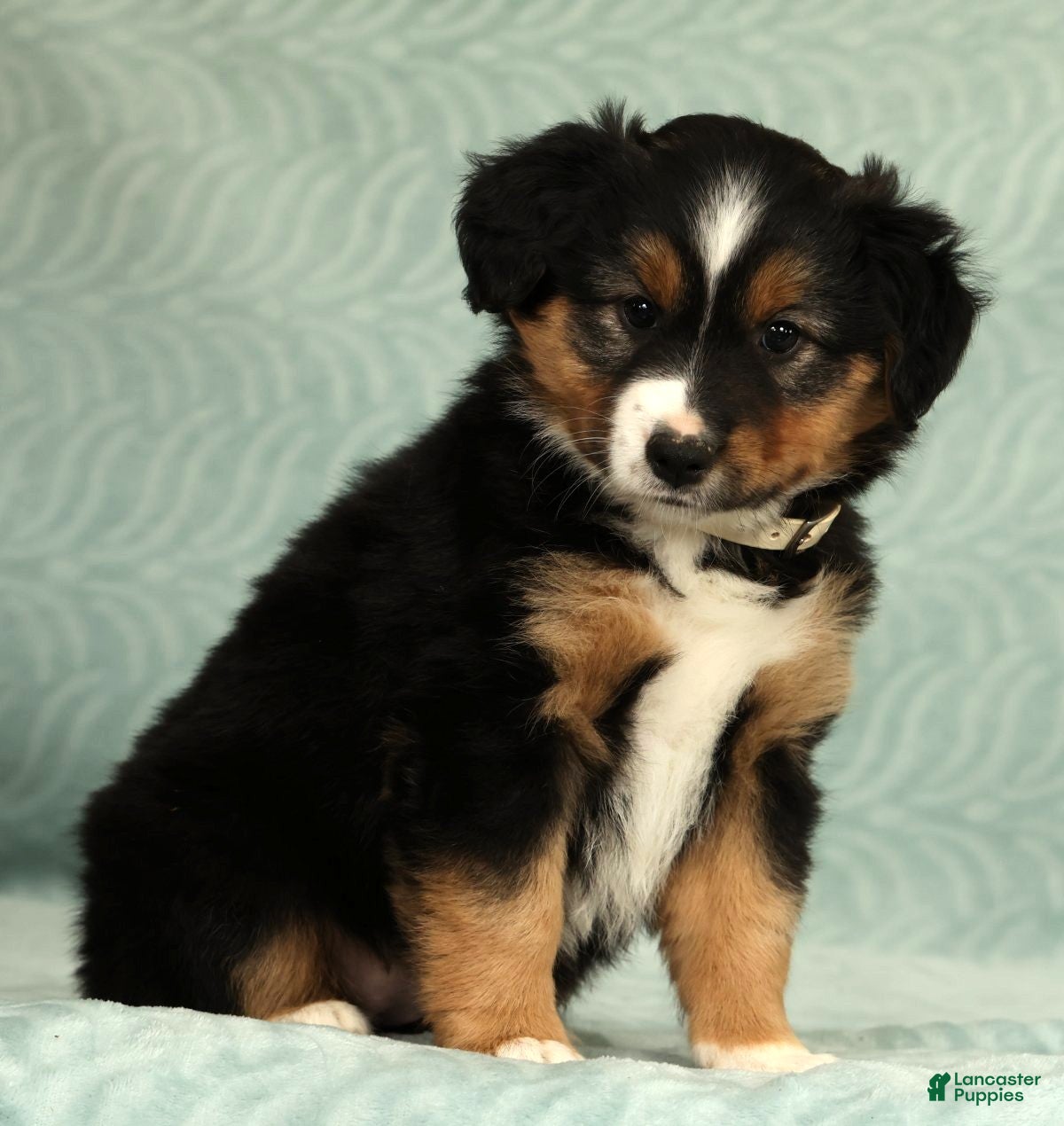 Australian Shepherd dogs for sale: Willow - Ad 3