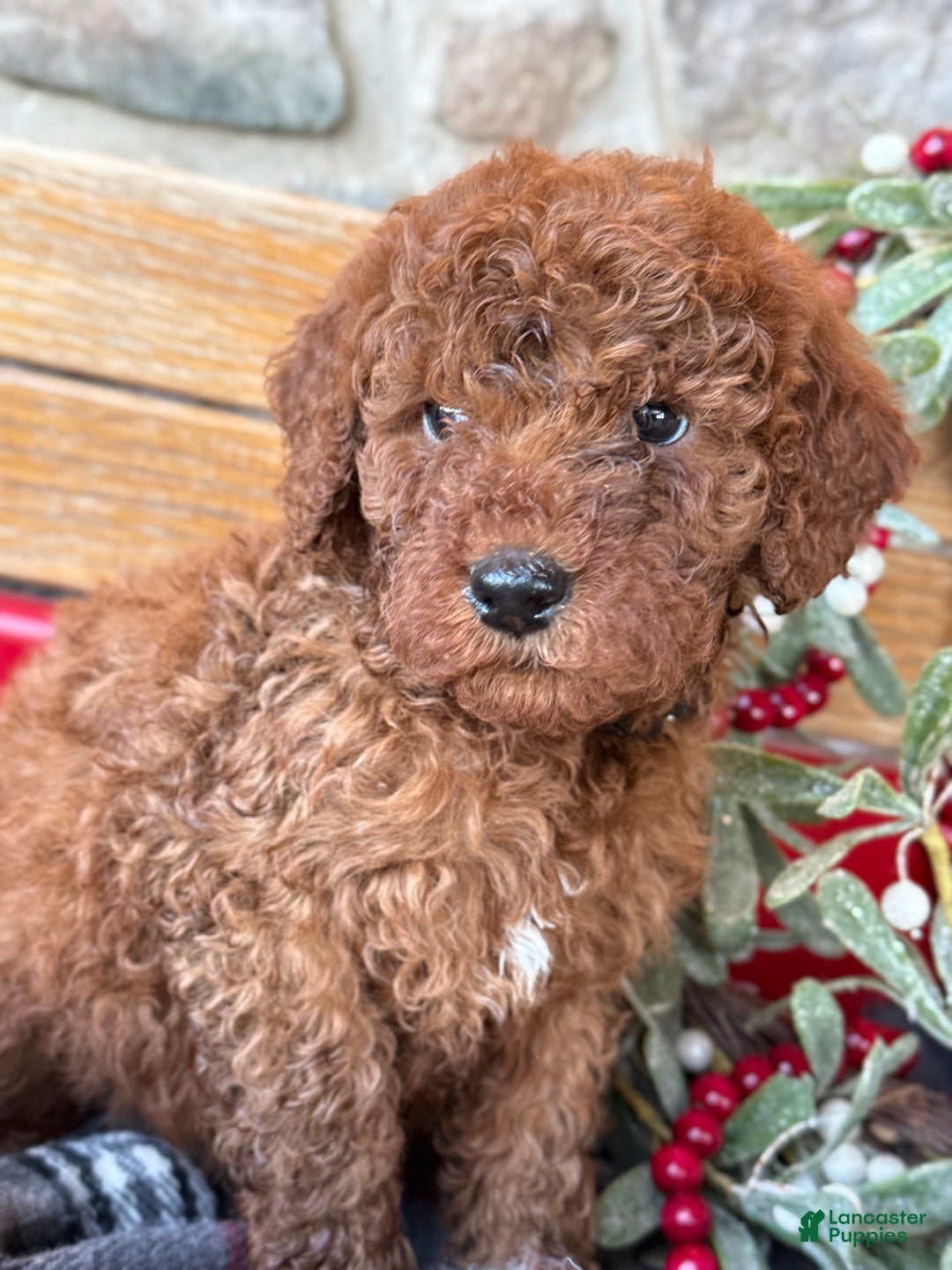 Mini Goldendoodle dogs for sale: Isabella - Ad 10