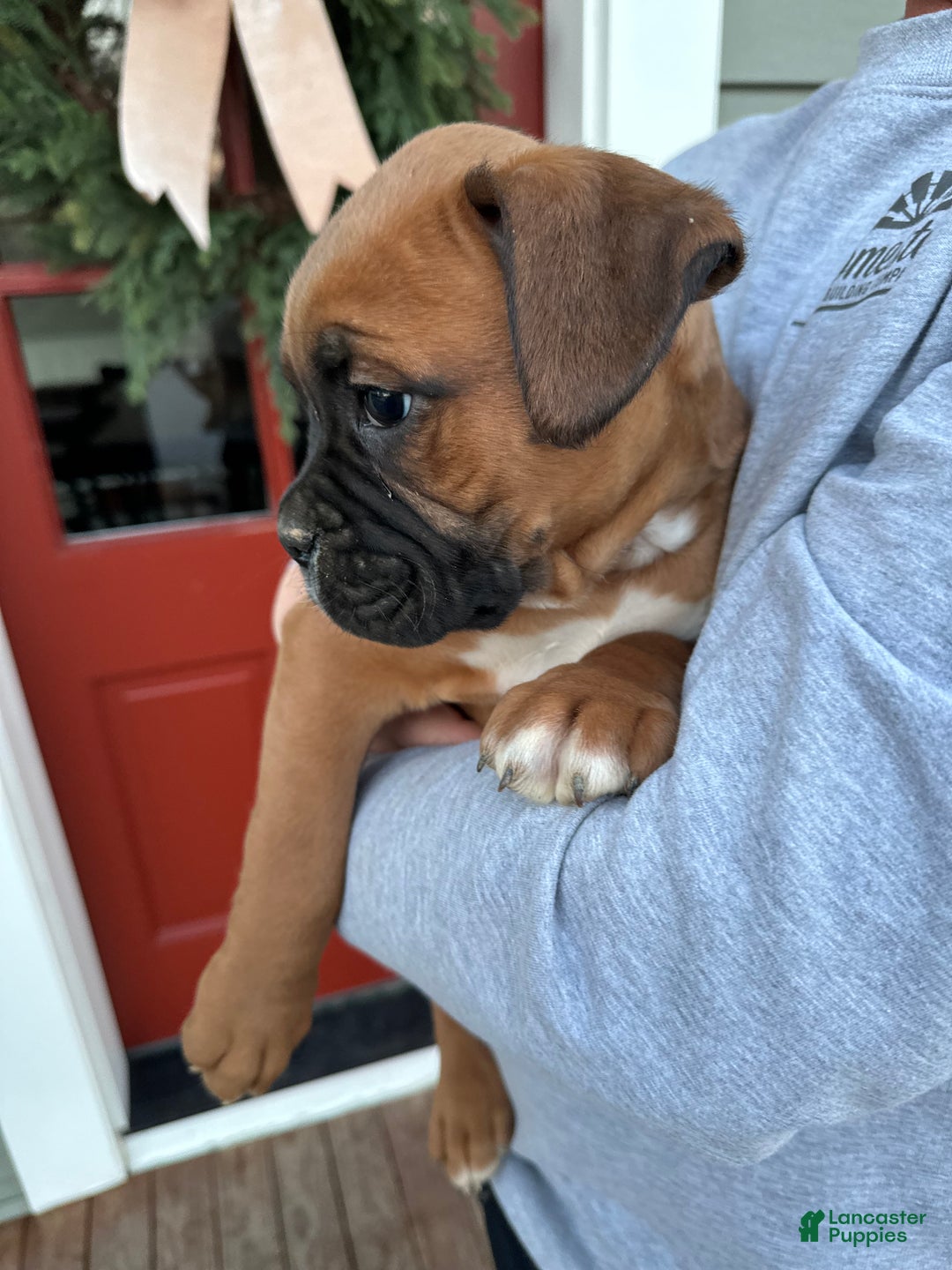 Boxer dogs for sale: Hank - Ad 2