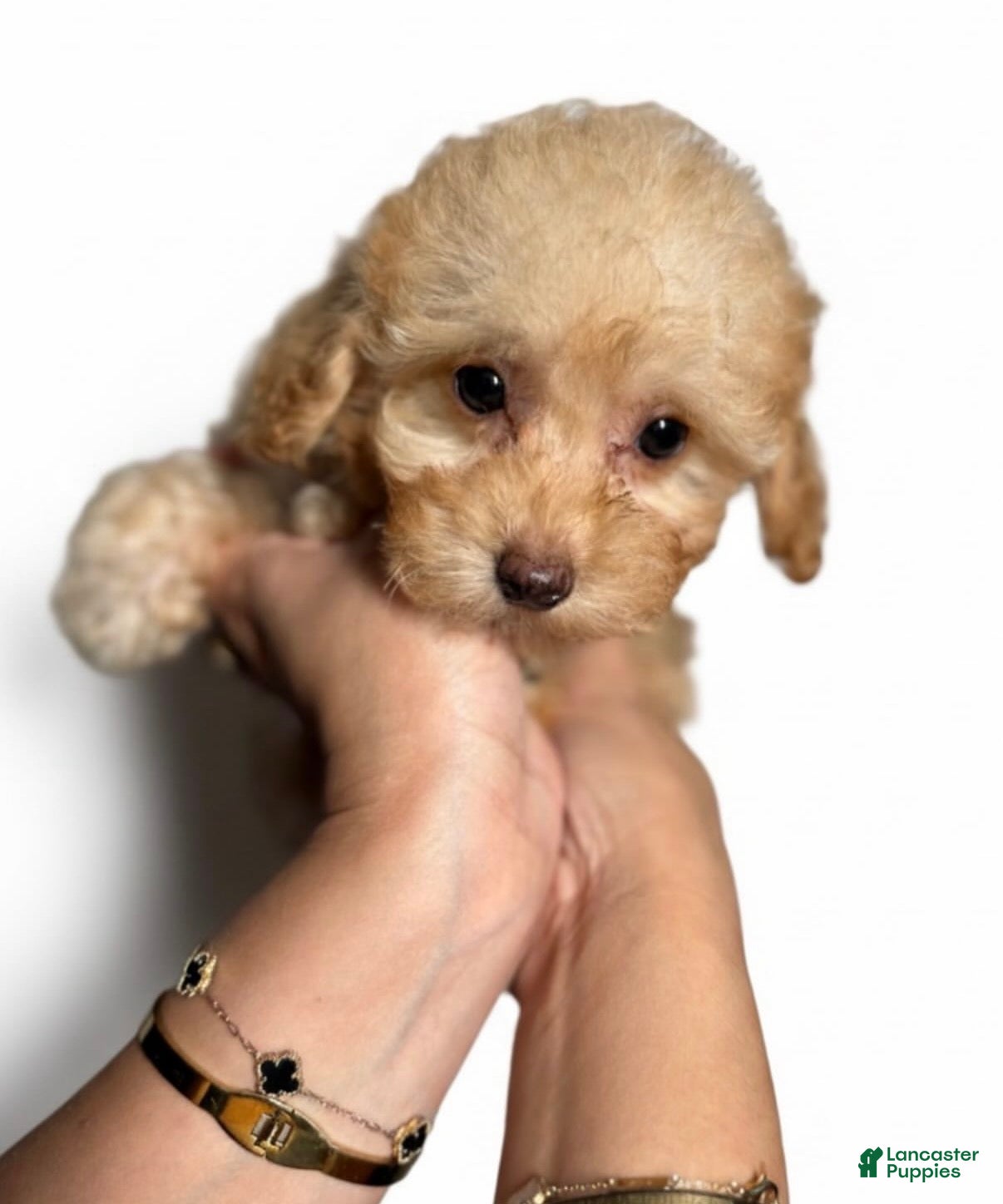 Toy Poodle dogs Tiny Louie  - Ad 1