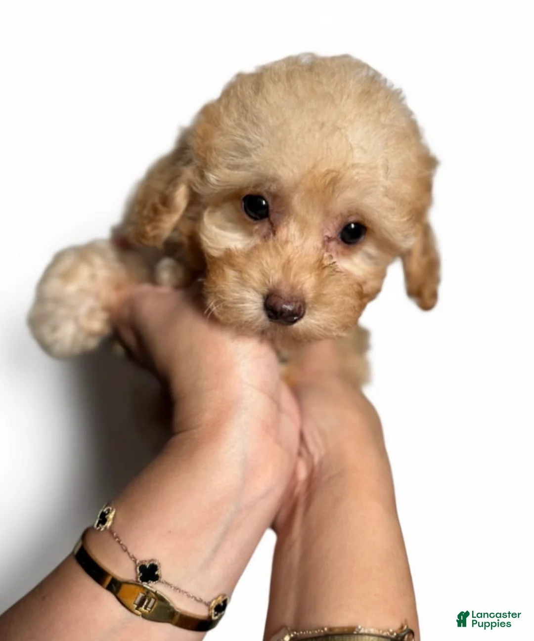 Toy Poodle dogs for sale: Tiny Louie  - Ad 2