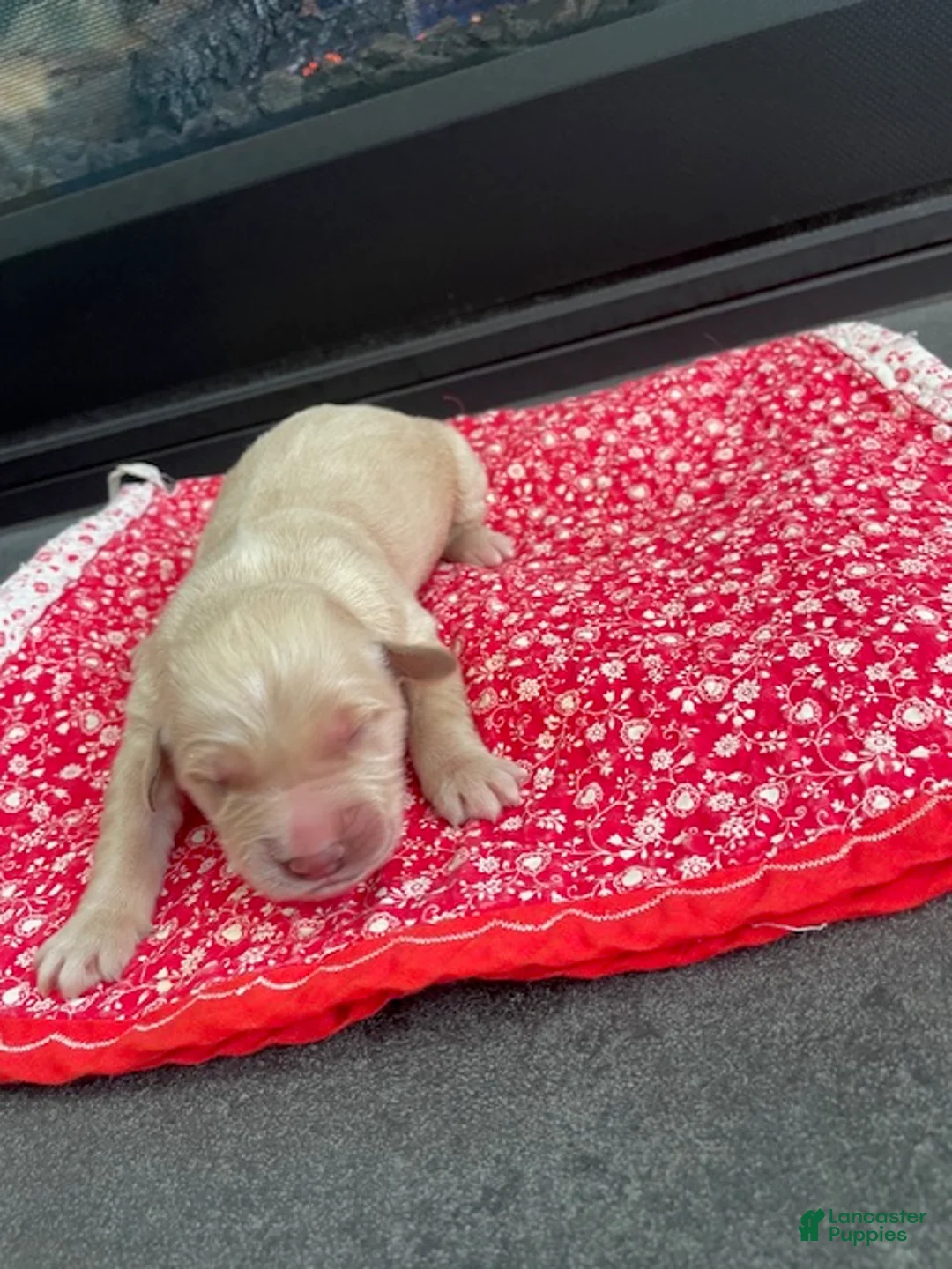 Golden Retriever dogs for sale: Golden Retriever Puppy 6 - Ad 2