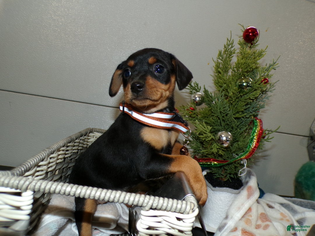 Miniature Pinscher dogs for sale: Miniature Pinscher Puppy 4 Tootsie - Ad 2