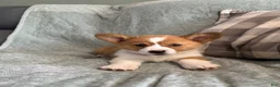 Welsh Corgi Pembroke dogs for sale: Welsh Corgi Pembroke 3 - Ad 4