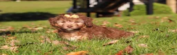 Mini Aussiedoodle dogs for sale: Maggie - Ad 3