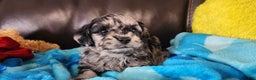 Shihpoo dogs for sale: Gus - Ad 2