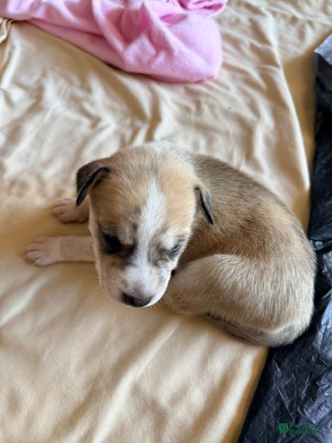 Mixed Breed dogs Pitsky male - Ad 2