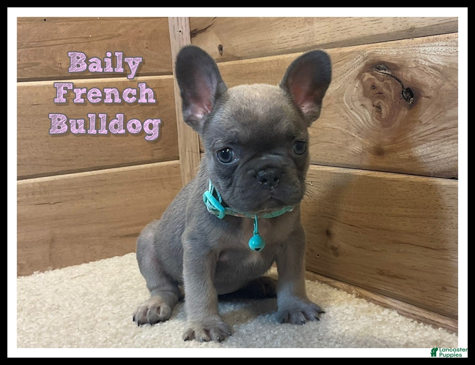 French Bulldog dogs Baily - Ad 1
