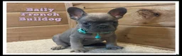 French Bulldog dogs for sale: Baily - Ad 1