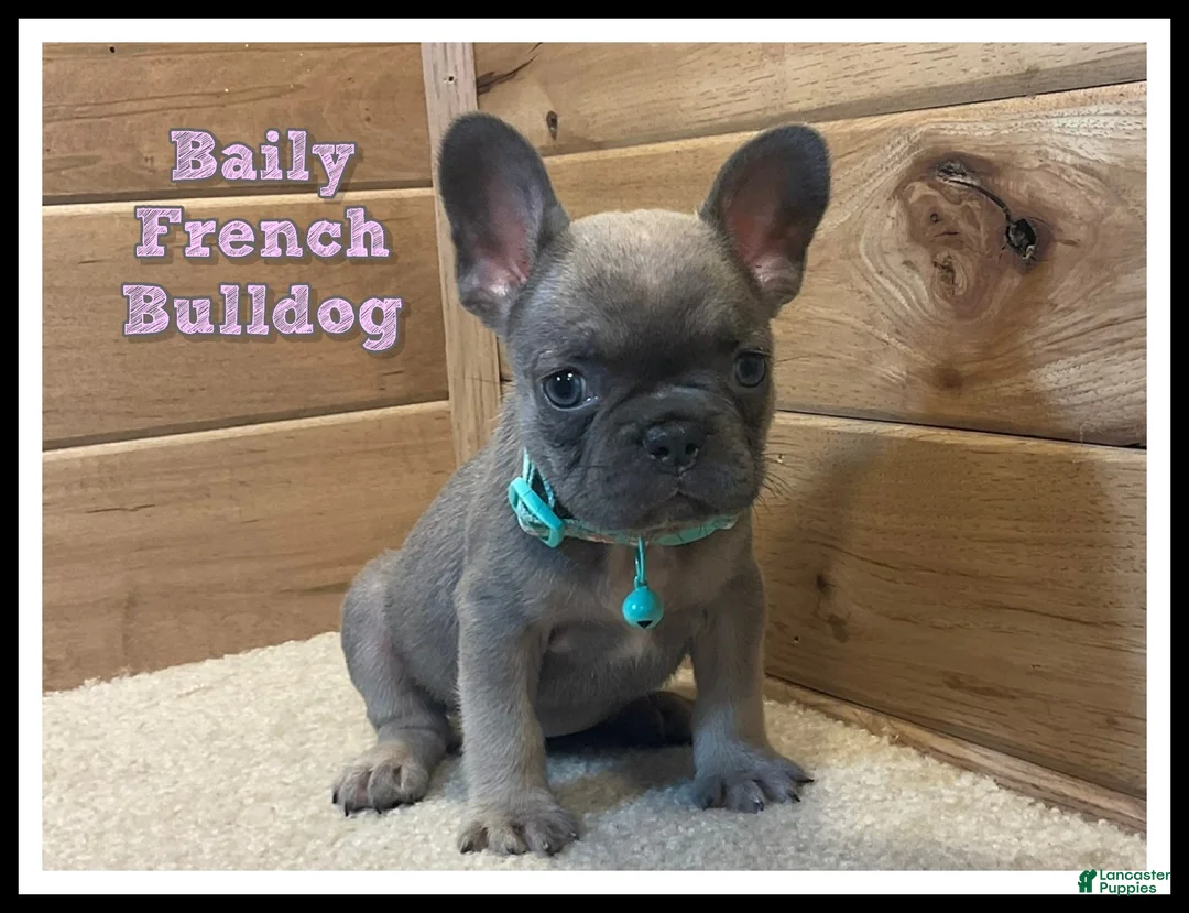 French Bulldog dogs for sale: Baily - Ad 1