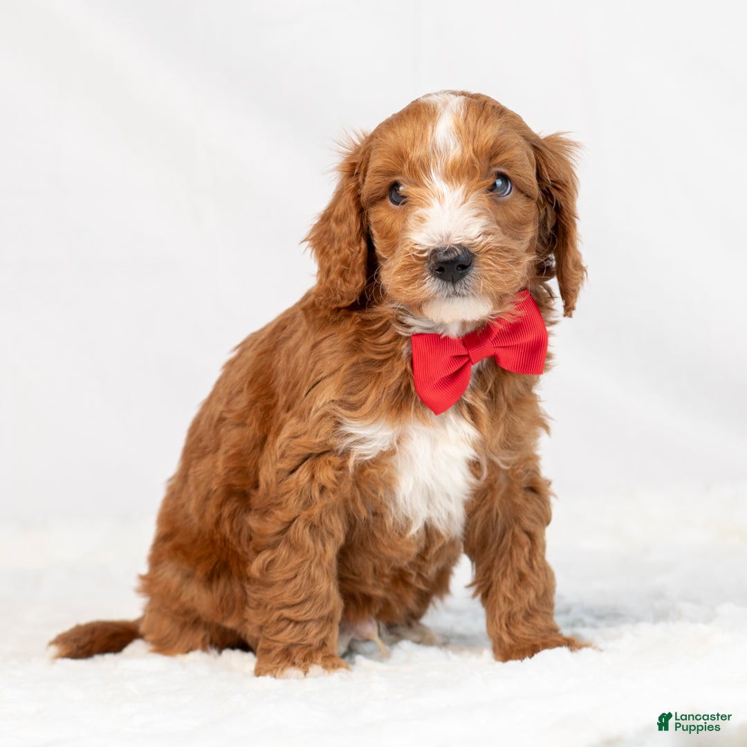 Mini Goldendoodle dogs for sale: Lance - Ad 2